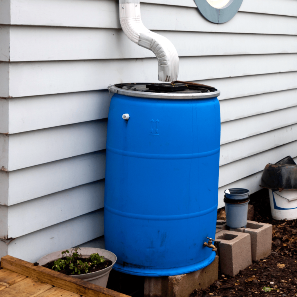 Gutter rain Barrell with downspout connecting to help collect rainwater for plant food.